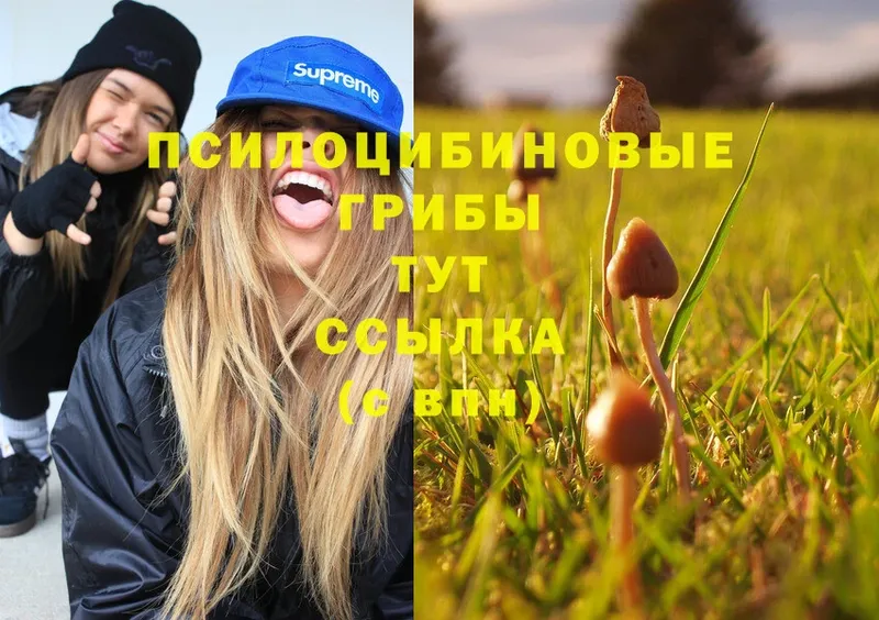 где найти   Ставрополь  Галлюциногенные грибы MAGIC MUSHROOMS 